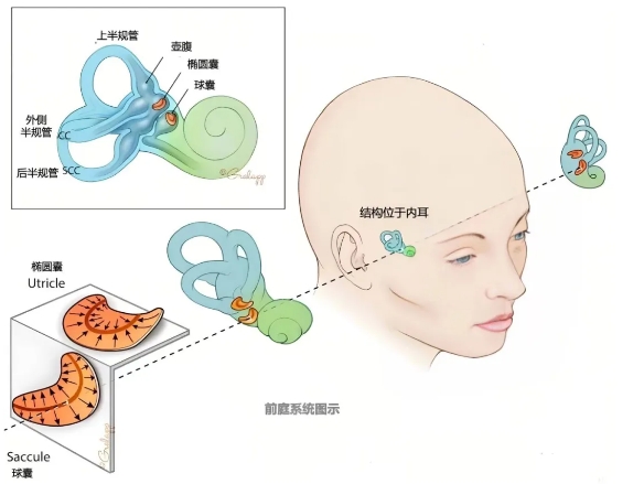 優(yōu)勢學(xué)科 | 前庭康復(fù) 告別眩暈 享受“平穩(wěn)”幸福生活
